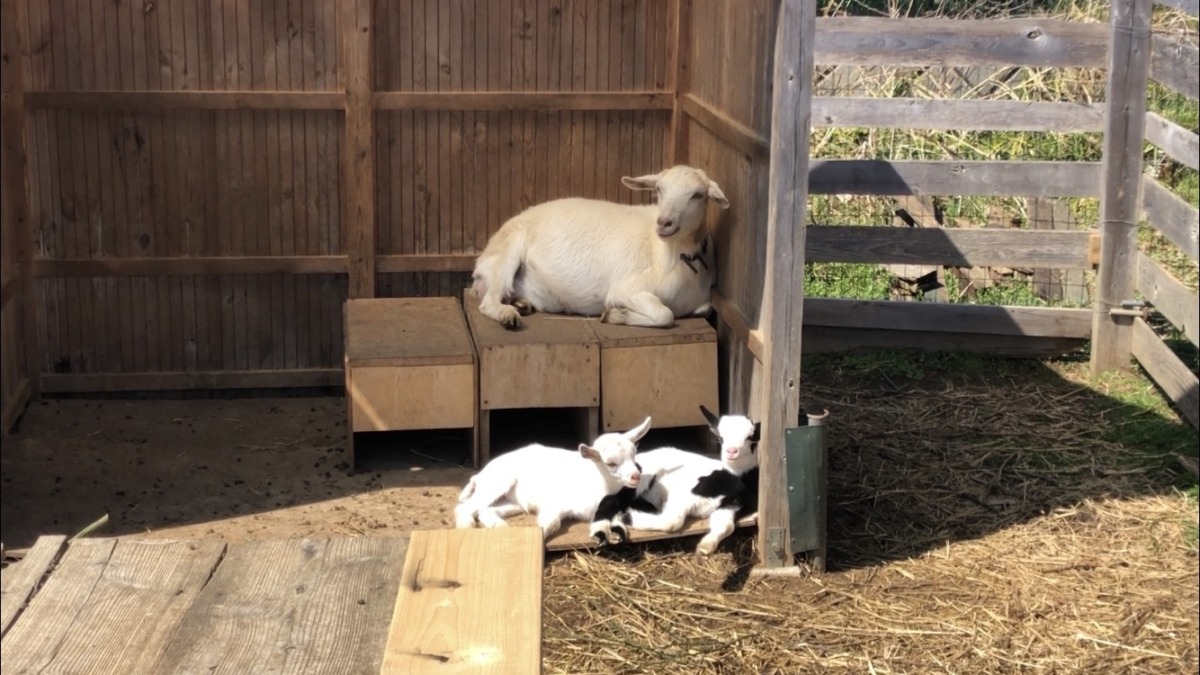 双子🐄🐐のお名前、募集中♪