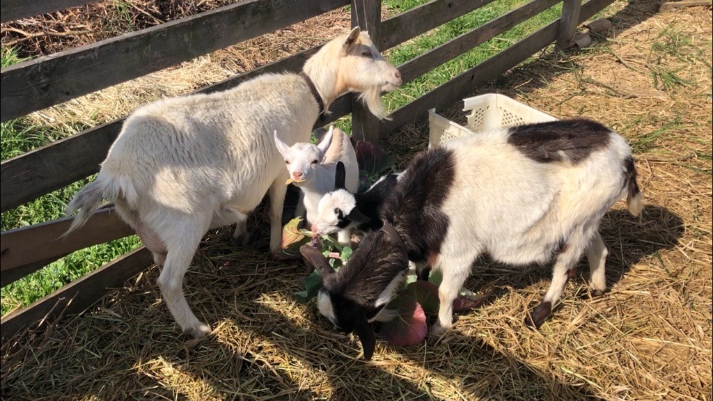 一家の朝ごはん🐐🐐🐄🐄