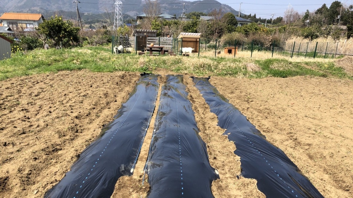 今年のじゃが、植わりました♪