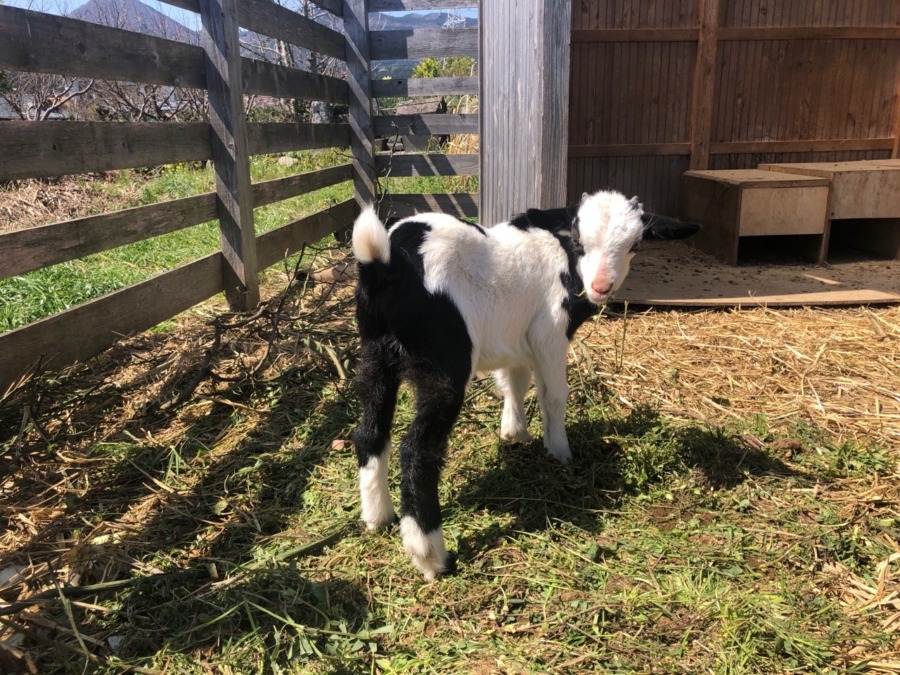 やっぱ名前は『スパッツ』かな。