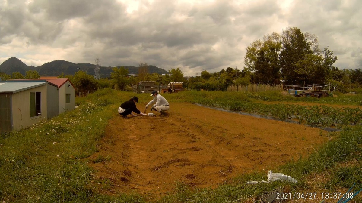 里芋シーズンイン！植えつけました。