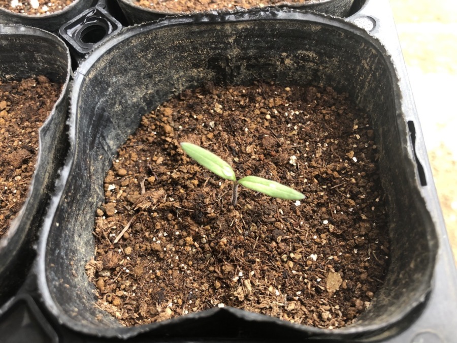 【祝】とまとの発芽☆