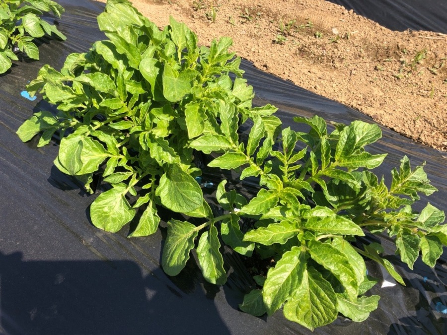 今日のじゃが🥔順調です。