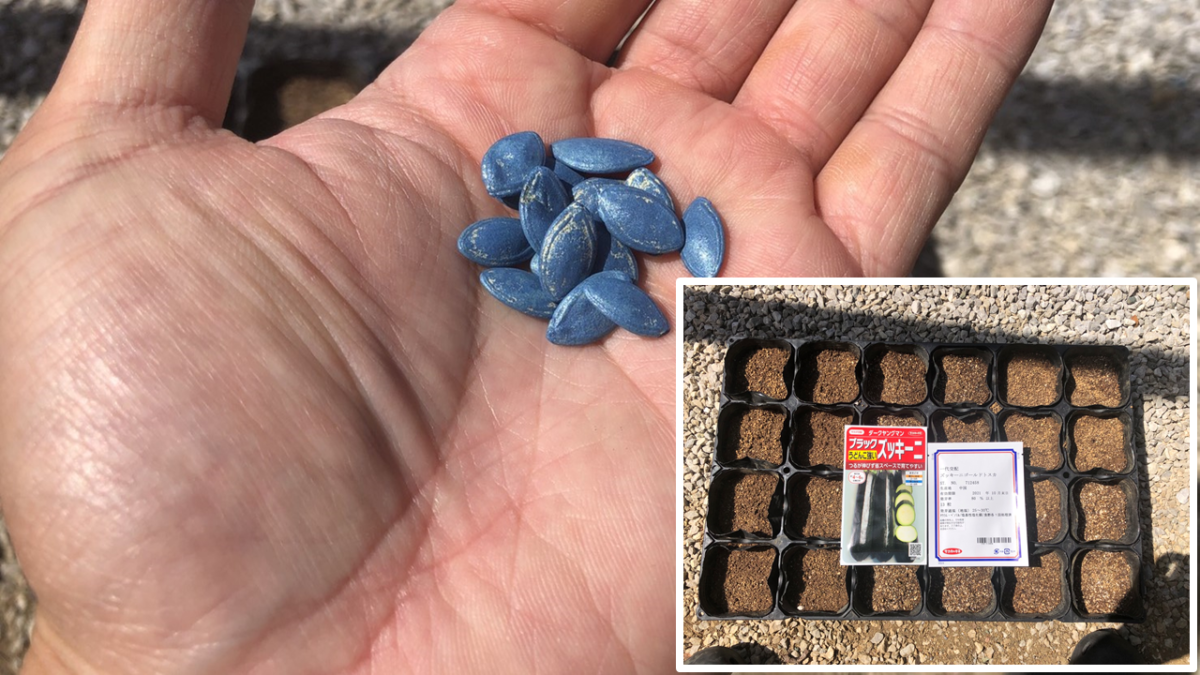 ズッキーニ種まき♪