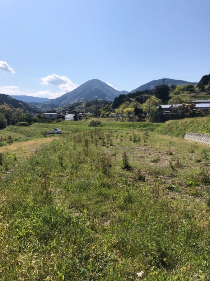 新しいお米作りの場所が決まりました。海も見える、良い棚田♪