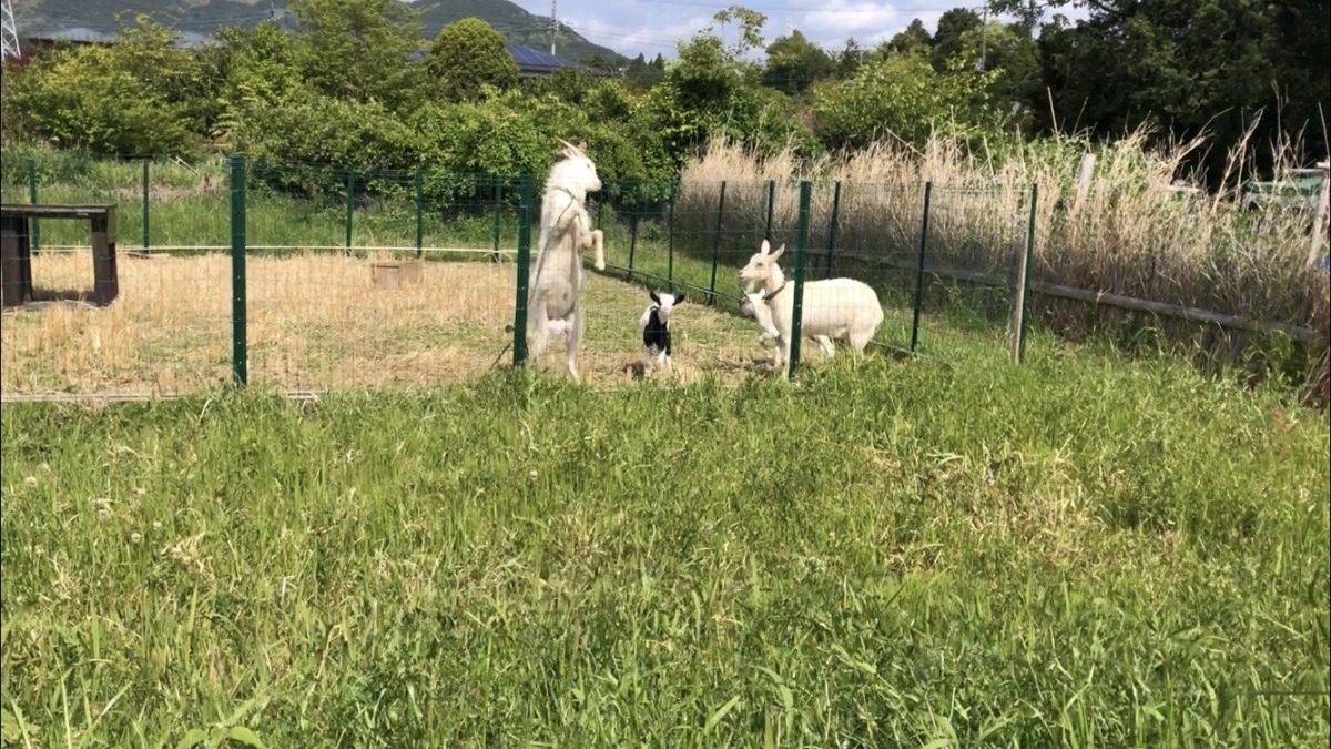 やぎプロレス🐐🐄🐐🐐