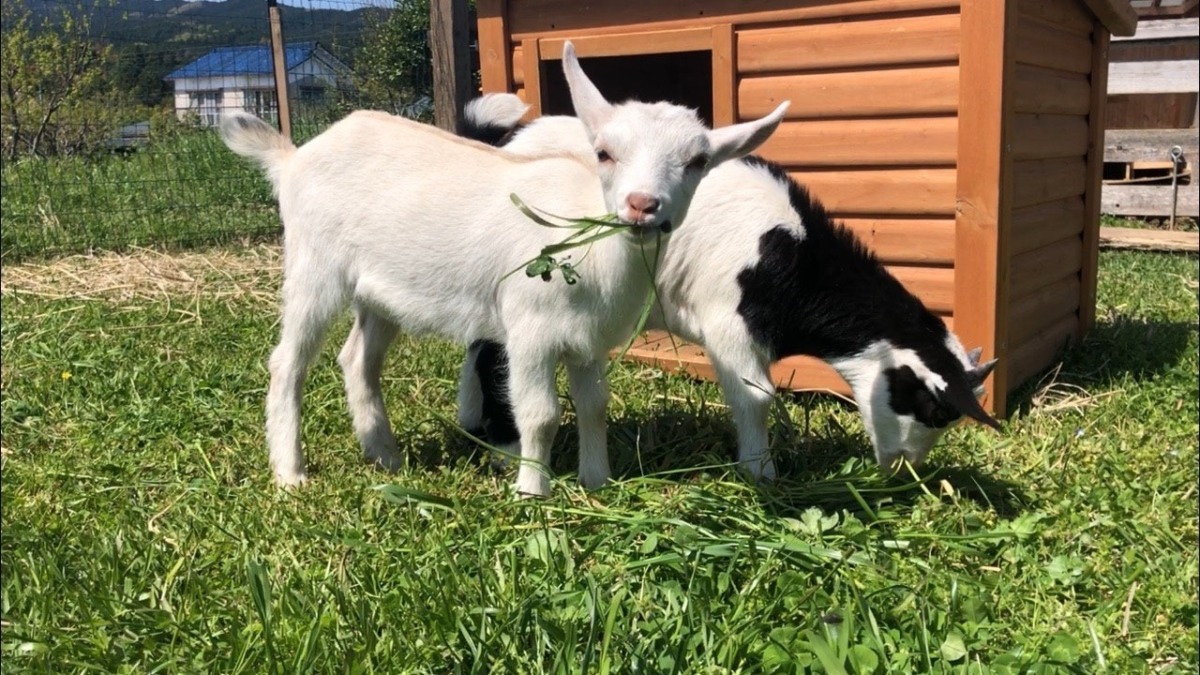 双子たち🐄🐐💛